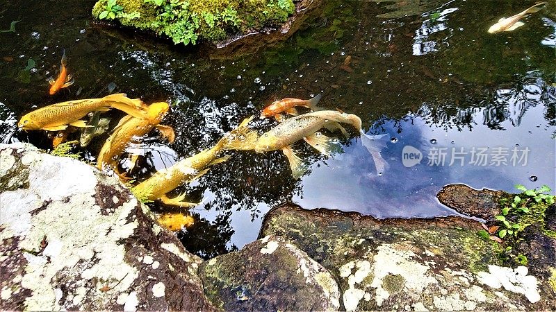 The goldfishes among the stones, water and the sky.